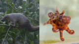 The pangolin and the blue-ringed octopus
