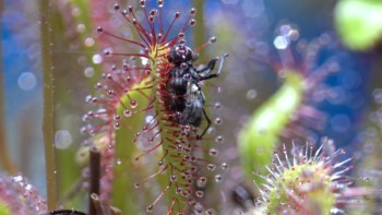 A fly caught by a Cape sundew