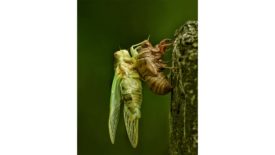 Cicada