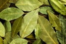 A photo of leaves