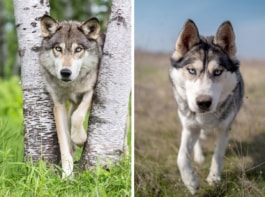 Photos of a wolf and a husky side by side