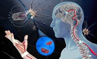Pulsed magnetic fields could help fight neurodegenerative diseases