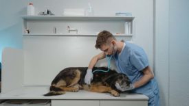 Veterinarian